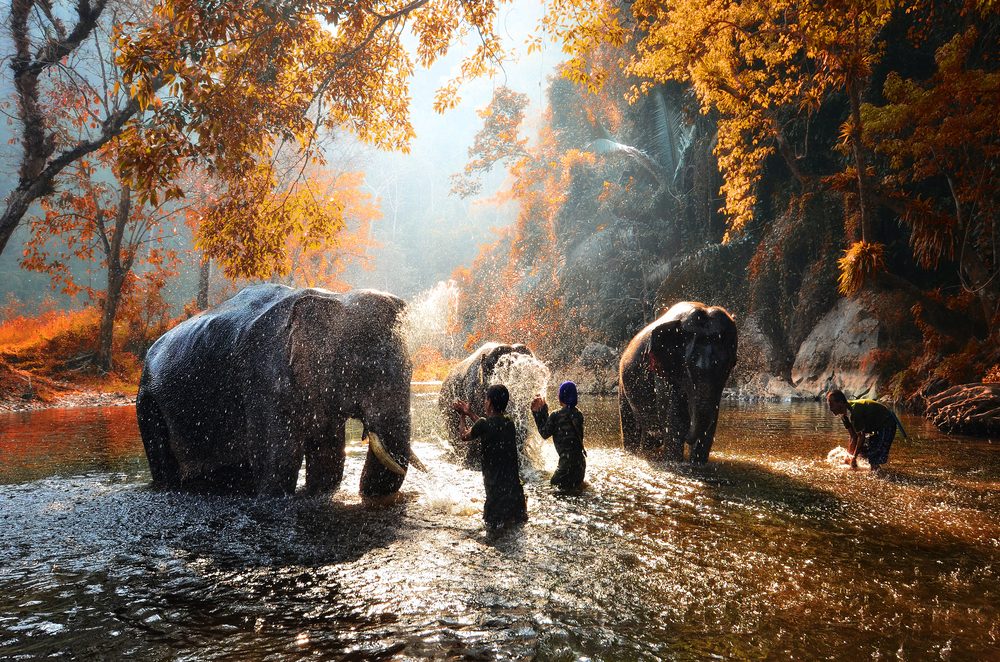 My Thailand Elephant Park Visit