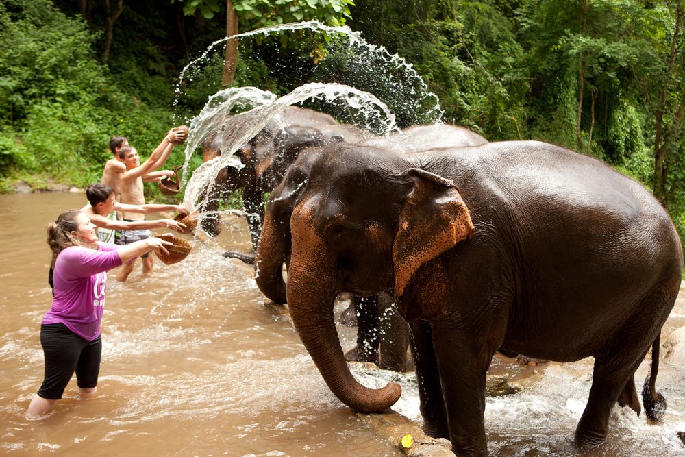 Thailand Elephant Park